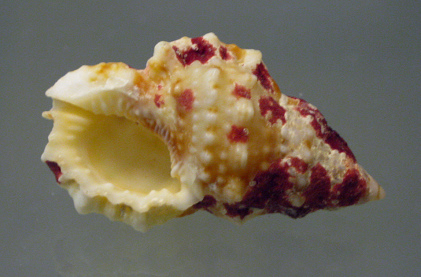 Bursa granularis 01, primer
                                  plano