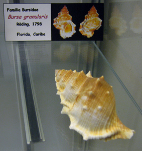 Bursa granularis 02