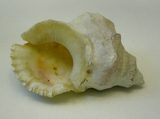 Bursa ventricosa, primer plano