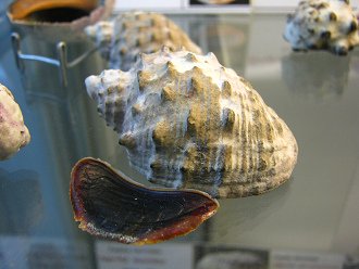 Purpura patula, primer plano