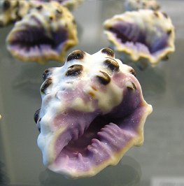 Drupa morum, primer plano 01