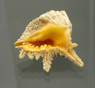 Drupa grossularia, primer plano