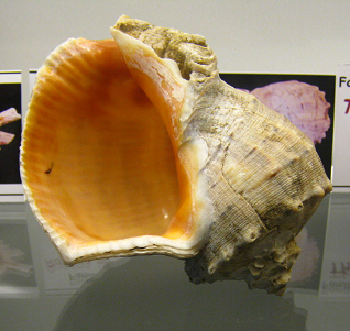 Rapana
                          sp