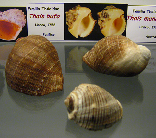 Thais bufo Thais
bufo