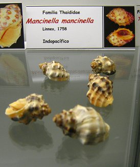 Mancinella mancinella Mancinella mancinella
