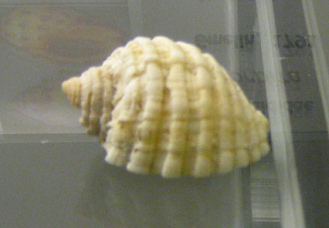 Thais orbita, primer plano