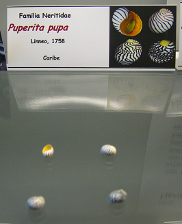 Puperita pupa