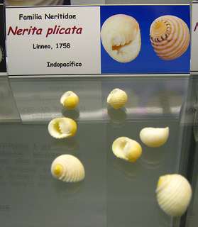 Nerita plicata
