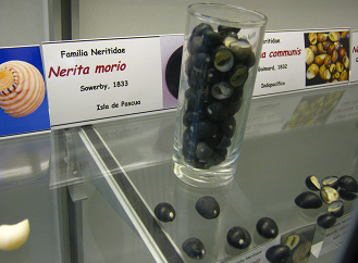 Nerita
                          morio