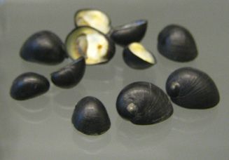 Nerita morio, primer plano