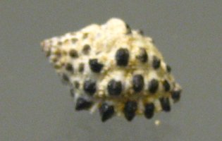 Morula uva, primer plano