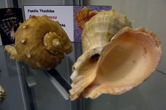 Rapana
venosa, Totale Rapana venosa, Totale