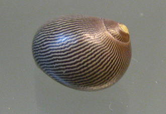 Nertitina turrita, primer plano