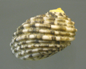 Nerita textilis, primer plano