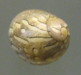 Neritina virginea, primer plano