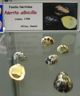 Nerita albicilla