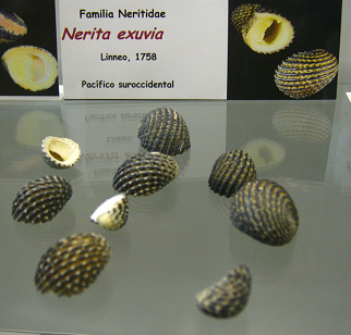 Nerita
                          exuvia