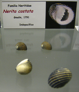 Nerita
                          costata