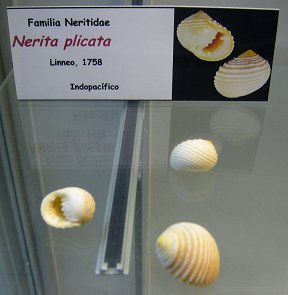Nerita
                          plicata