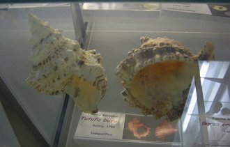 Tutufa bufo, vista de bajo