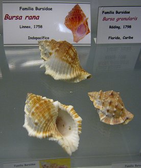 Bursa
                          rana