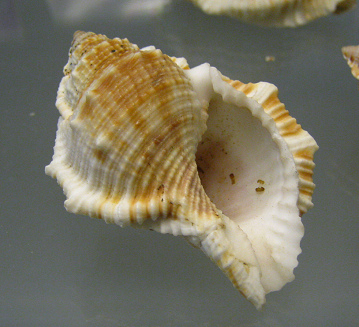 Bursa
                          rana, primer plano