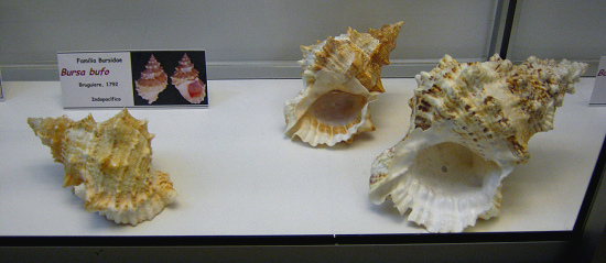 Bursa bufo, vista total