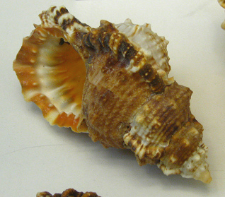 Bursa rubeta, primer plano