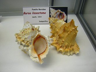 Bursa lissostoma