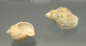 Thais haemastoma, primer plano Thais haemastoma, primer plano