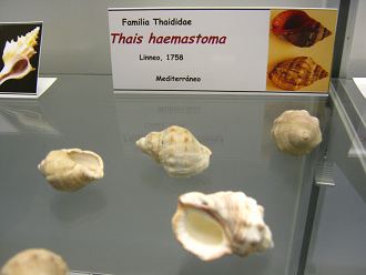 Thais haemastoma