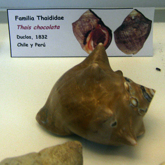 Thais chocolata, primer plano