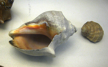 Thais biserialis, primer plano