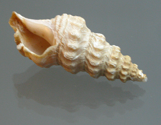 Ptychosyrinx chilensis, primer plano