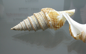 Gemmula speciosa, primer plano