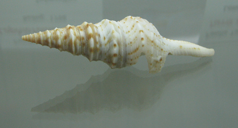 Lophiotoma indica, primer plano