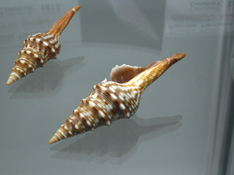 Turris crispa, primer plano