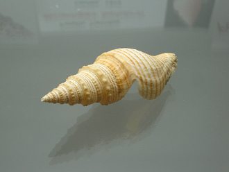 Micantapex luehdorfi, primer plano