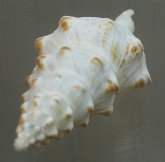 Fusinus panamensis, primer plano