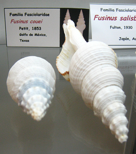 Fusinus
                          couei