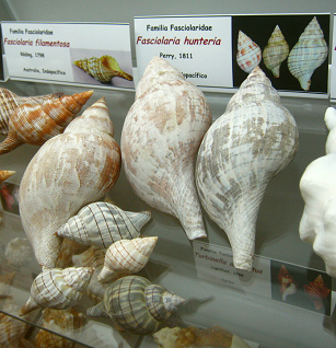 Fasciolaria hunteria, placa