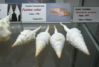 Fusinus
                          colus