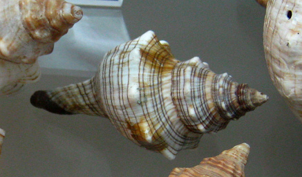 Pleuroploca trapezium, primer plano 01