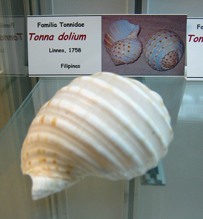 Tonna
                          dolium