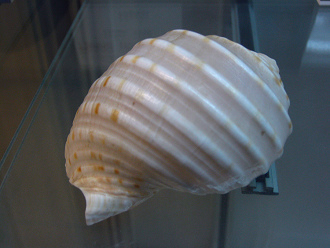 Tonna dolium, primer plano