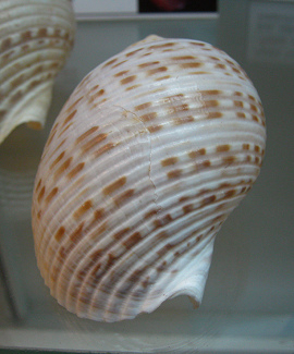 Tonna perdix, primer plano