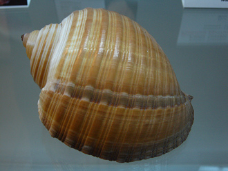 Tonna zonata, primer plano