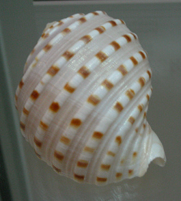 Tonna tessellata, primer plano