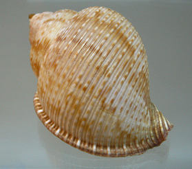 Tonna galea, primer plano 01