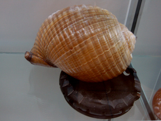 Tonna olearium, primer plano